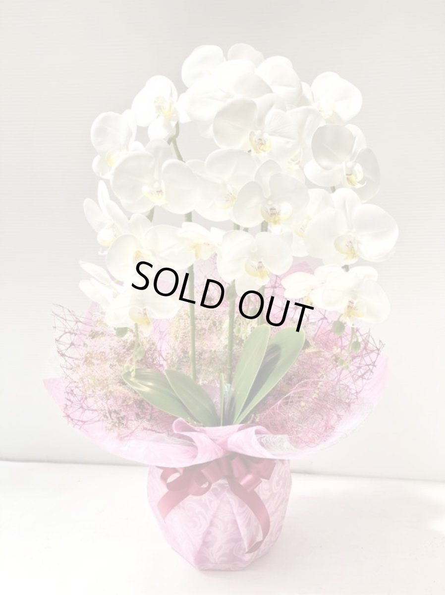 画像7: 胡蝶蘭 光触媒1 (7)