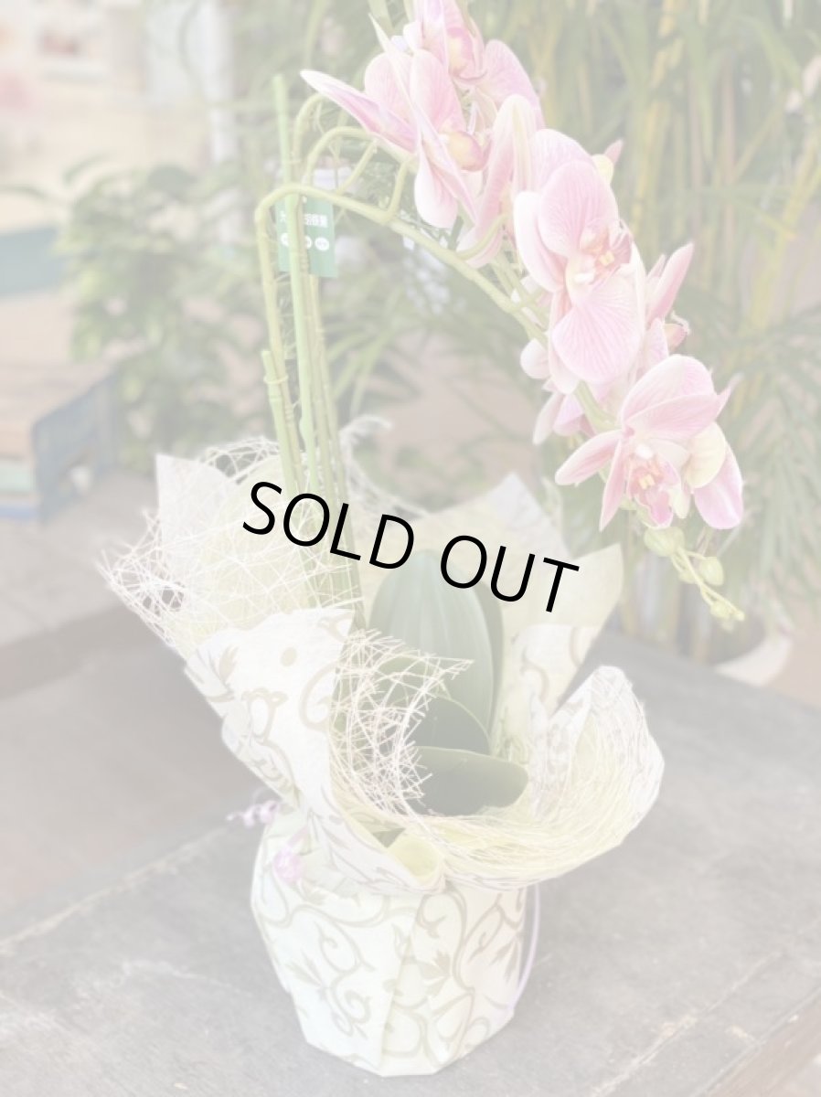 画像4: 胡蝶蘭 光触媒4 (4)