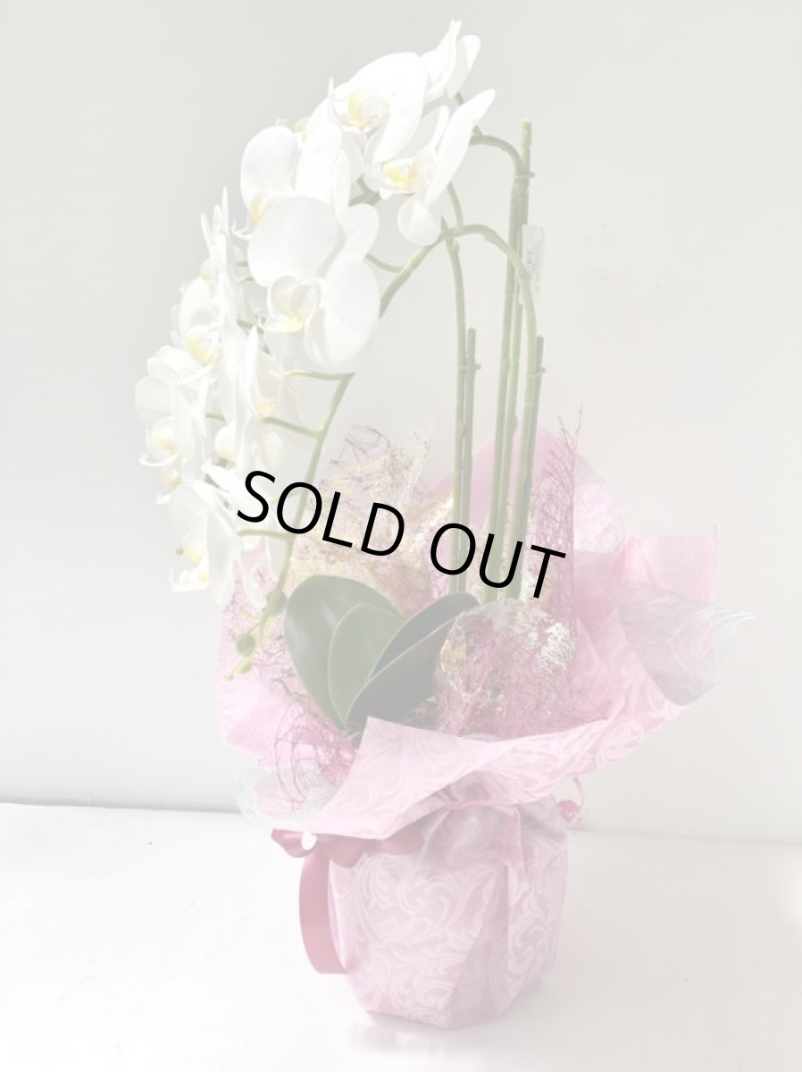 画像9: 胡蝶蘭 光触媒1 (9)