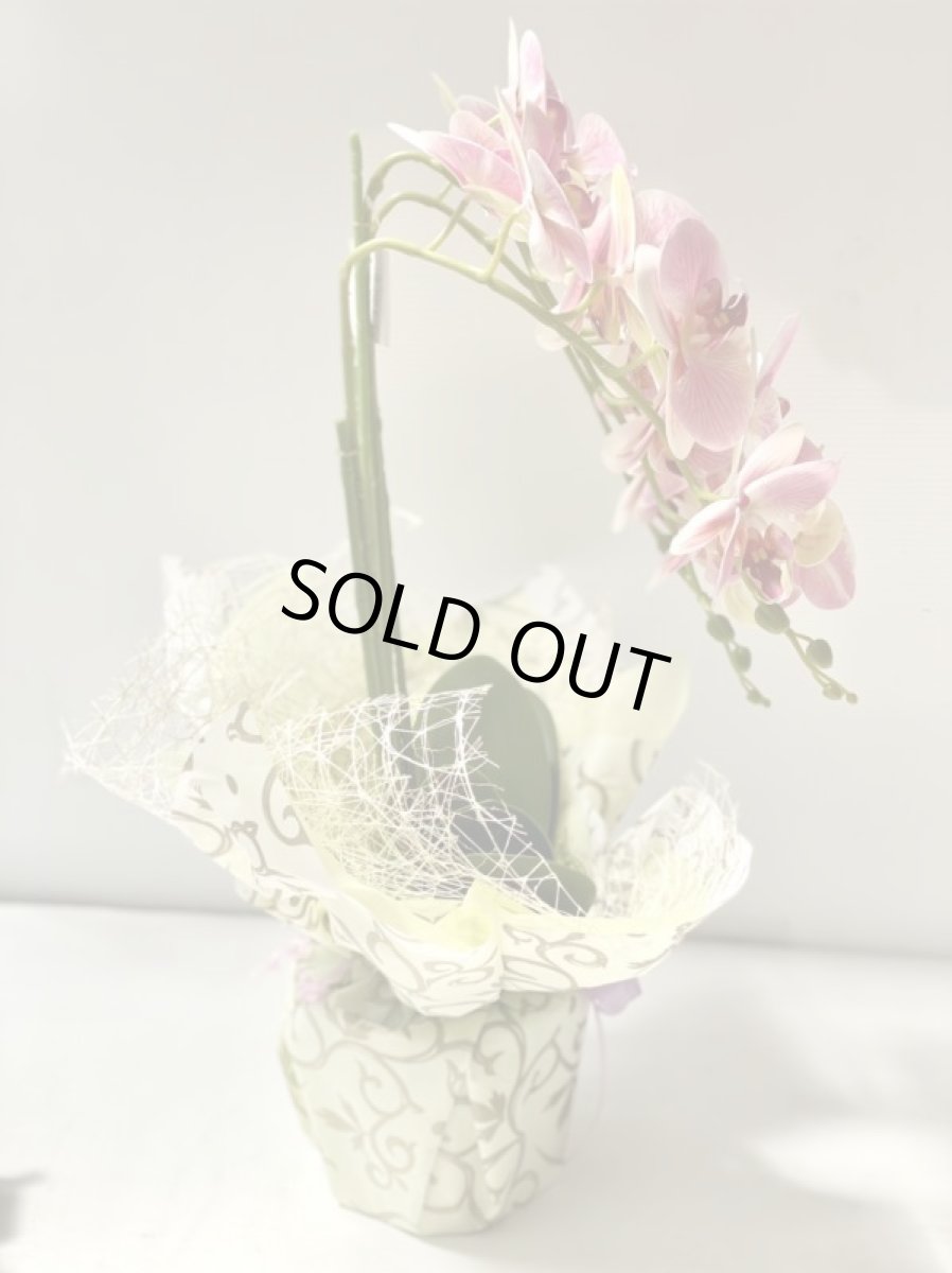 画像9: 胡蝶蘭 光触媒4 (9)