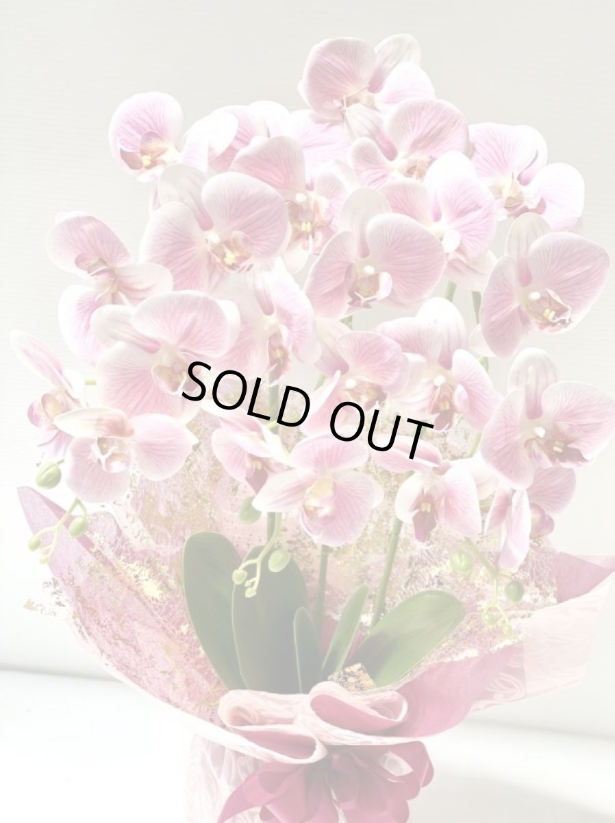 画像7: 胡蝶蘭 光触媒2 (7)