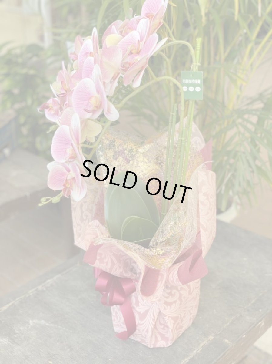 画像3: 胡蝶蘭 光触媒2 (3)