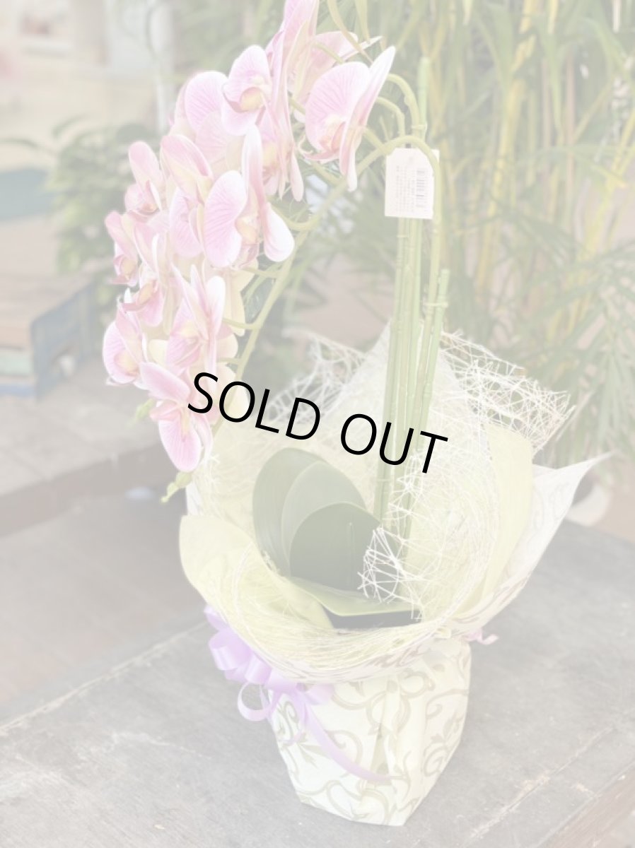 画像3: 胡蝶蘭 光触媒4 (3)