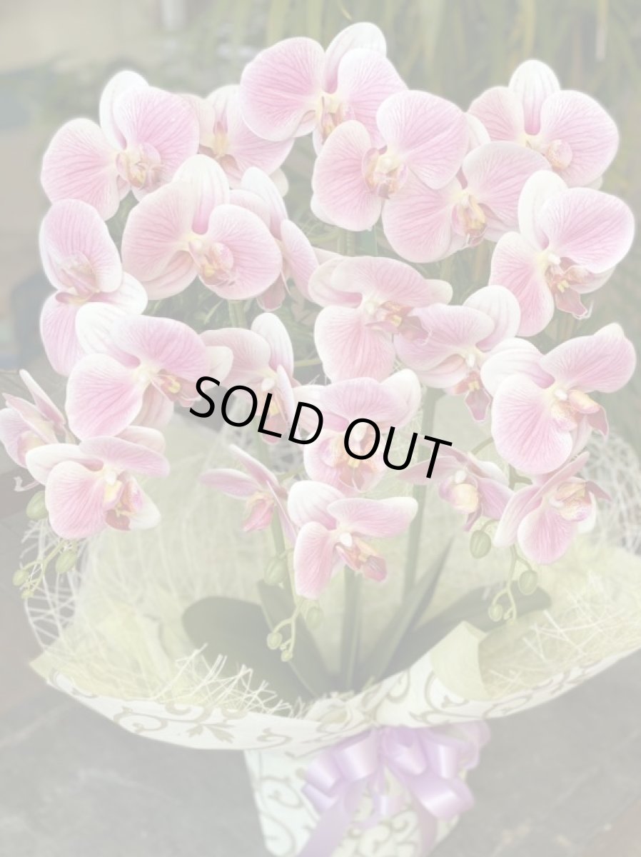 画像2: 胡蝶蘭 光触媒4 (2)