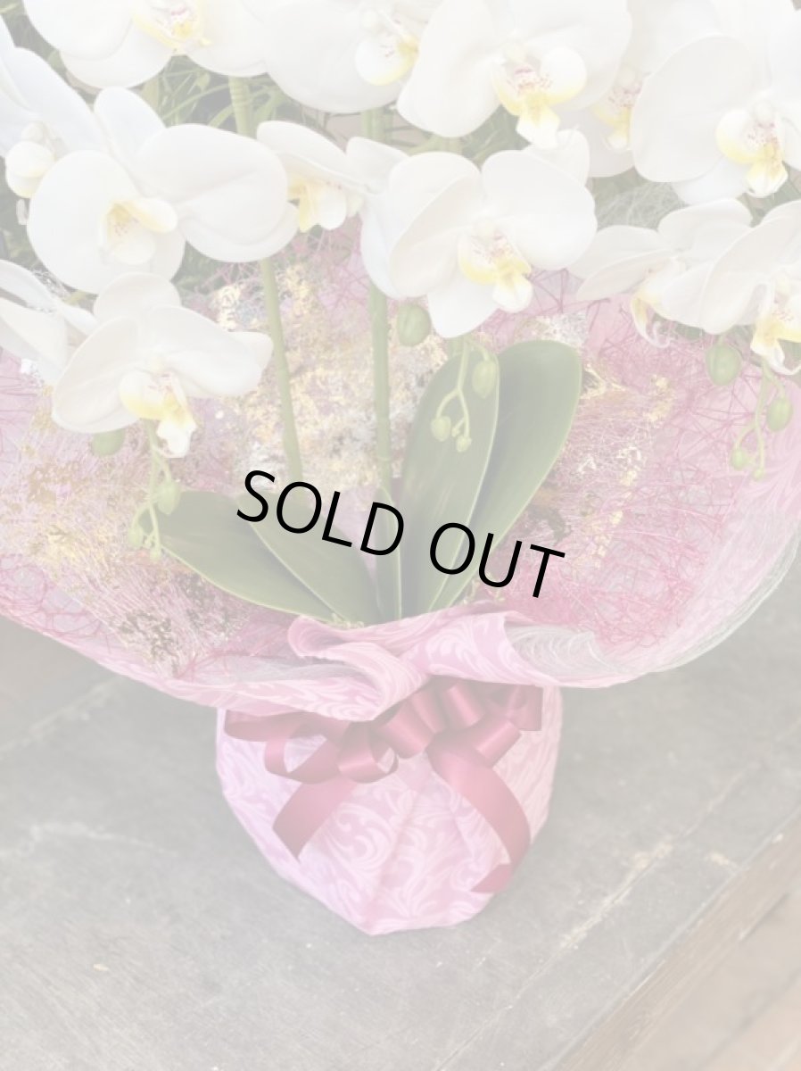 画像2: 胡蝶蘭 光触媒1 (2)