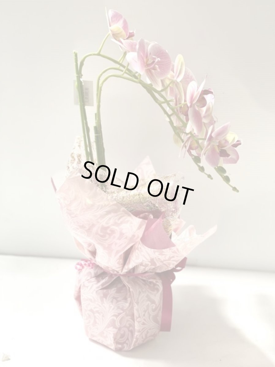 画像9: 胡蝶蘭 光触媒2 (9)