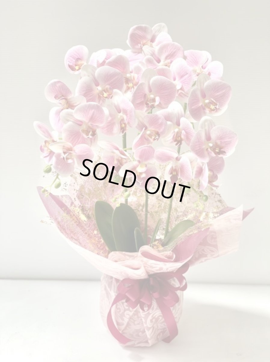 画像6: 胡蝶蘭 光触媒2 (6)