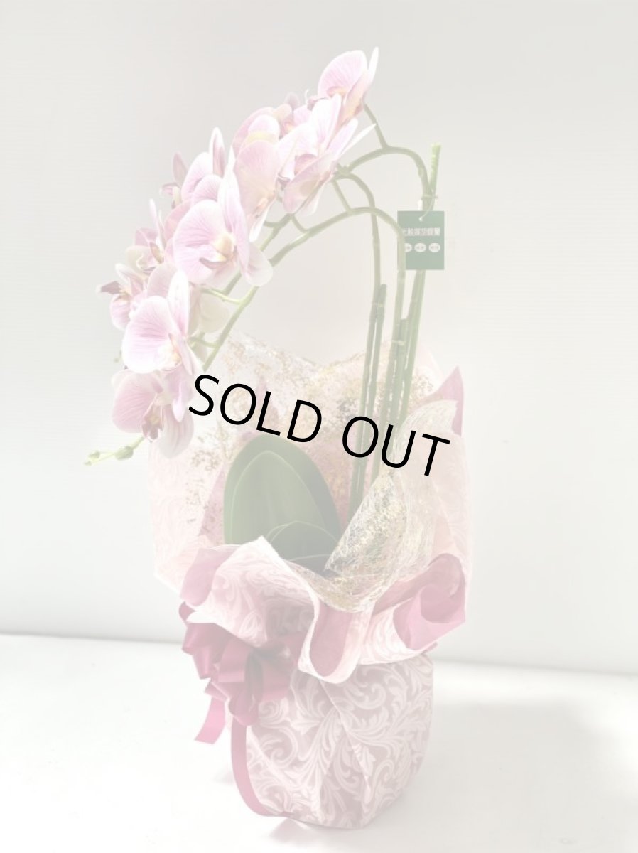 画像10: 胡蝶蘭 光触媒2 (10)