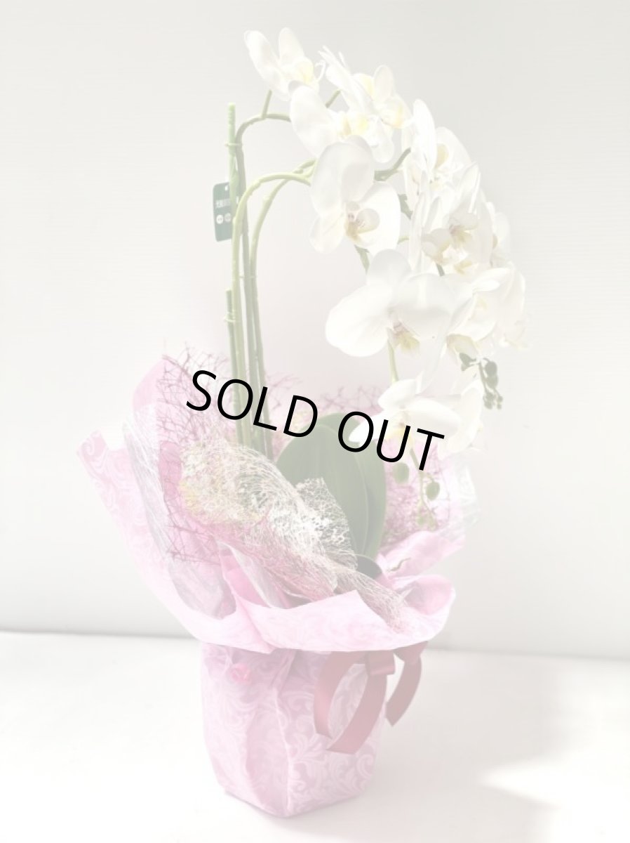 画像8: 胡蝶蘭 光触媒1 (8)