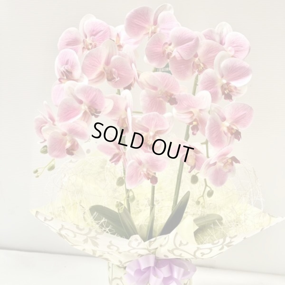 画像5: 胡蝶蘭 光触媒4 (5)