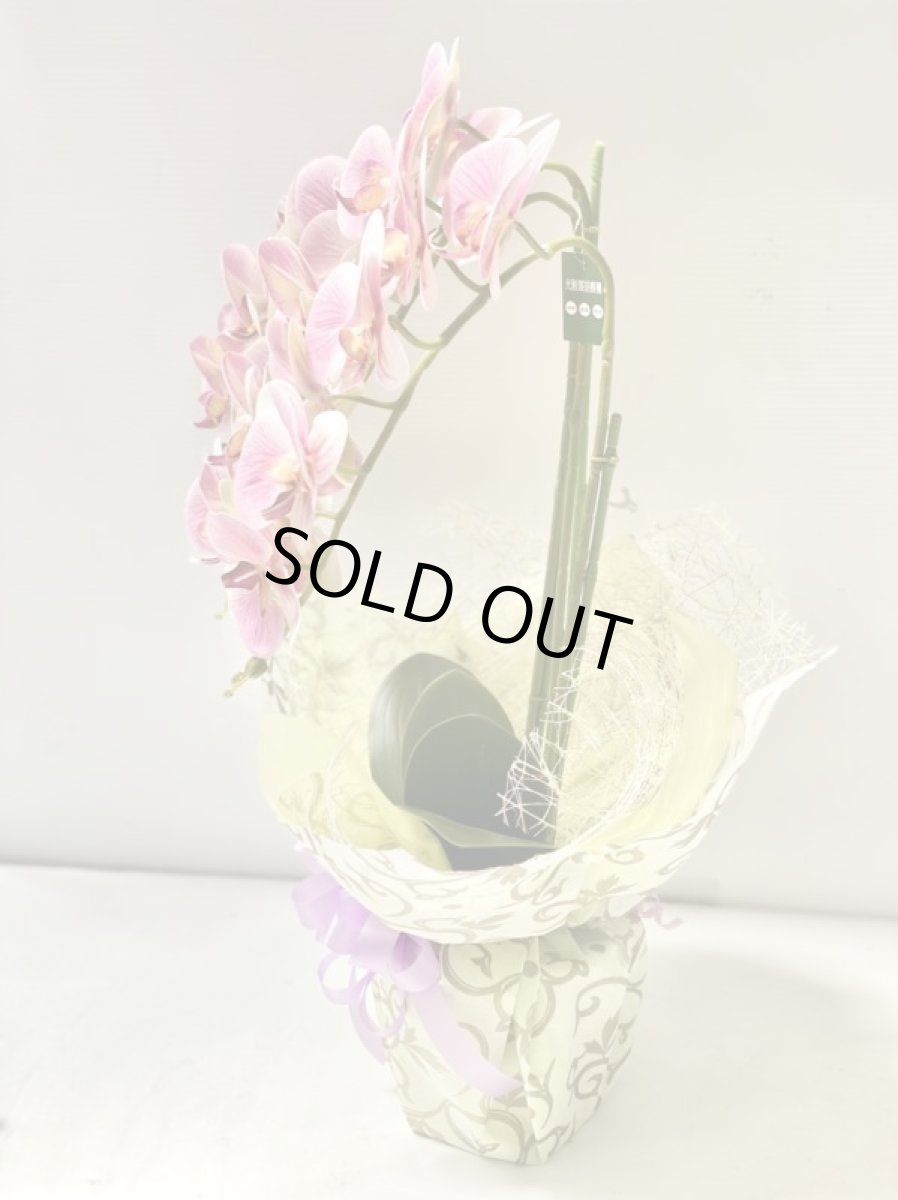 画像8: 胡蝶蘭 光触媒4 (8)