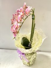 画像8: 胡蝶蘭 光触媒4 (8)