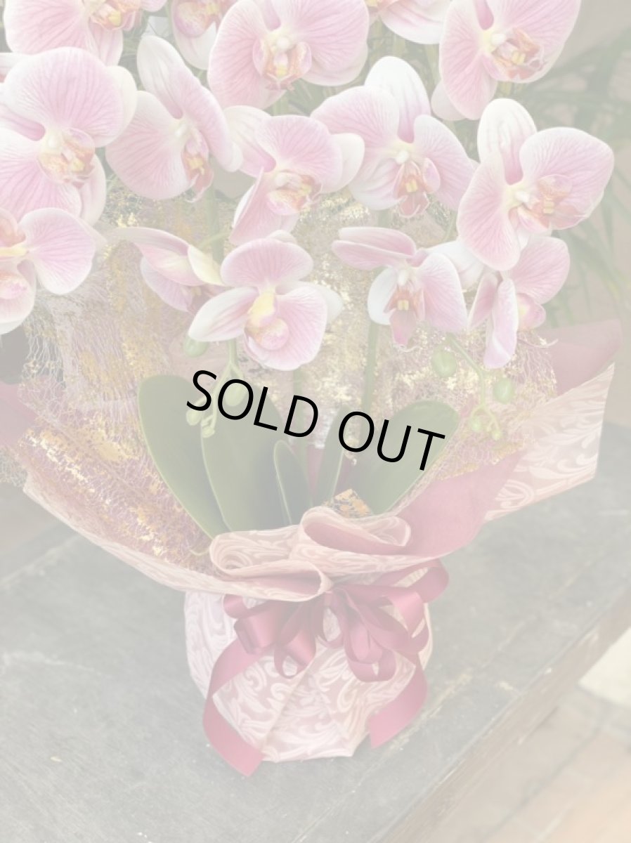 画像4: 胡蝶蘭 光触媒2 (4)