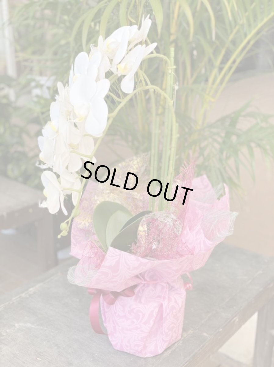 画像4: 胡蝶蘭 光触媒1 (4)