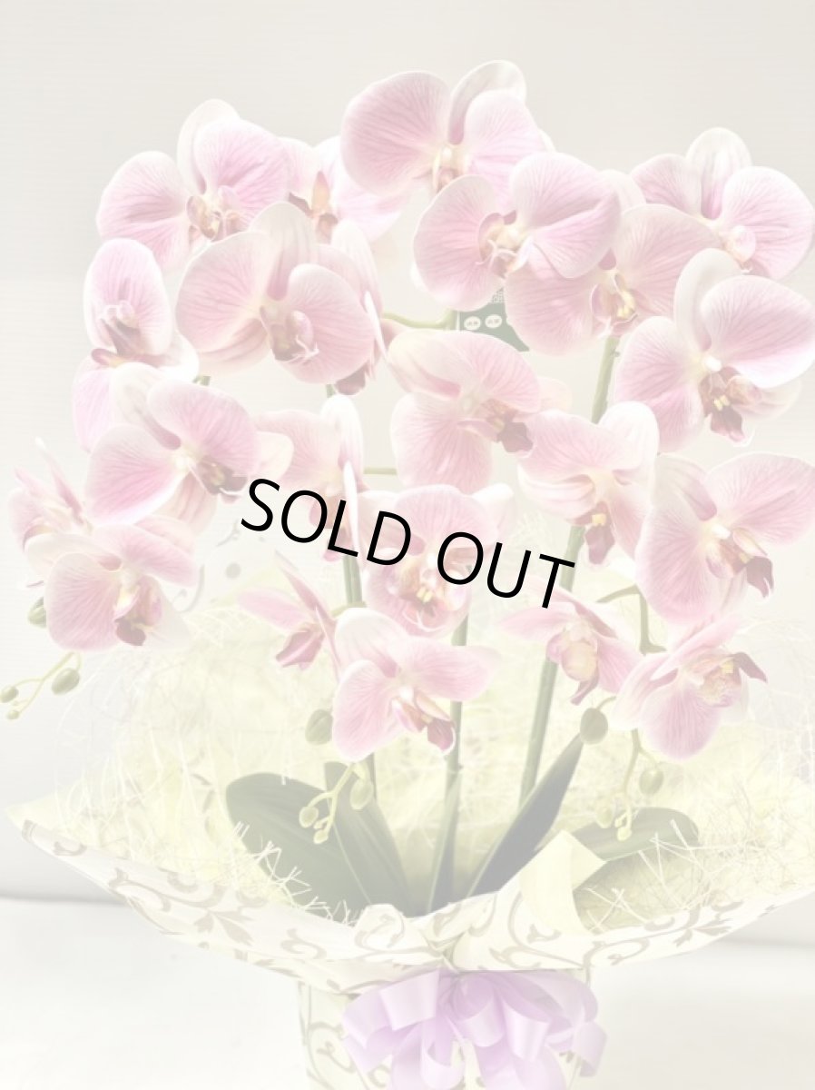 画像6: 胡蝶蘭 光触媒4 (6)