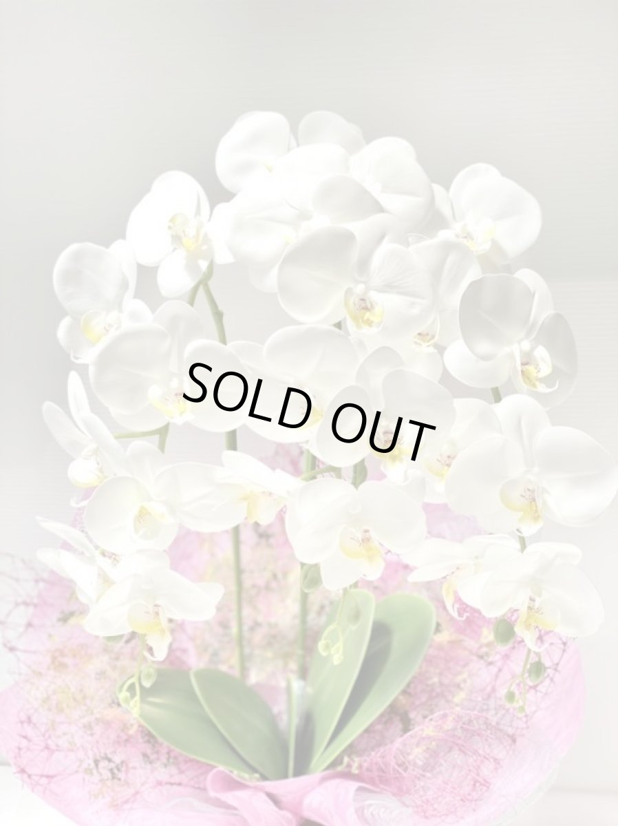 画像6: 胡蝶蘭 光触媒1 (6)