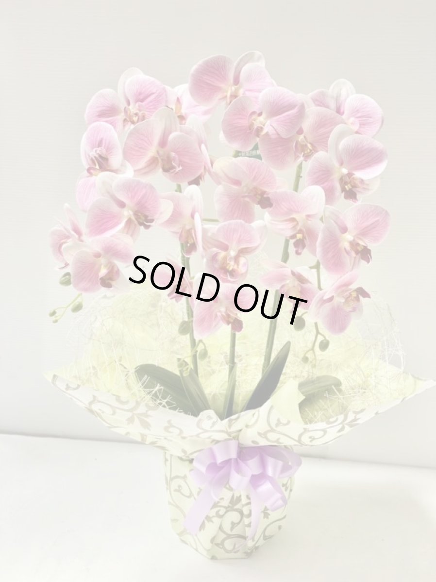 画像7: 胡蝶蘭 光触媒4 (7)