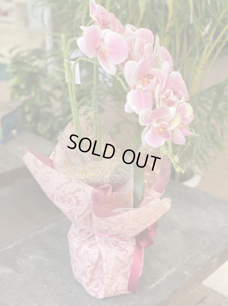 画像2: 胡蝶蘭 光触媒2 (2)