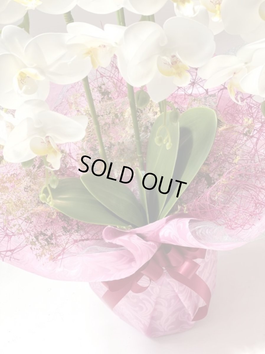 画像10: 胡蝶蘭 光触媒1 (10)