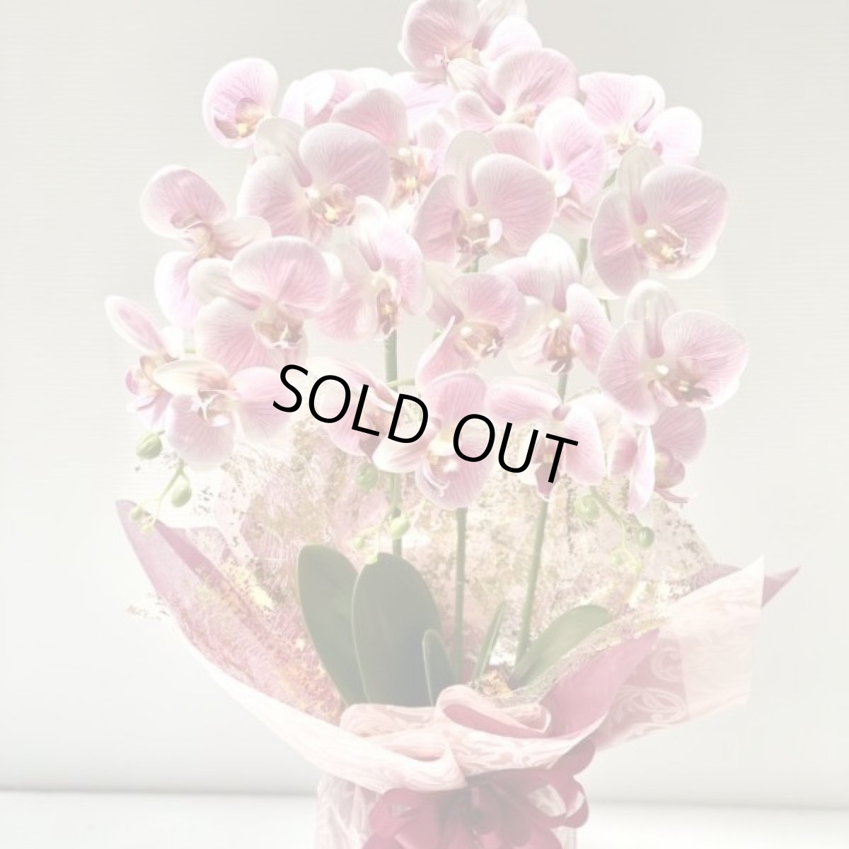 画像5: 胡蝶蘭 光触媒2 (5)