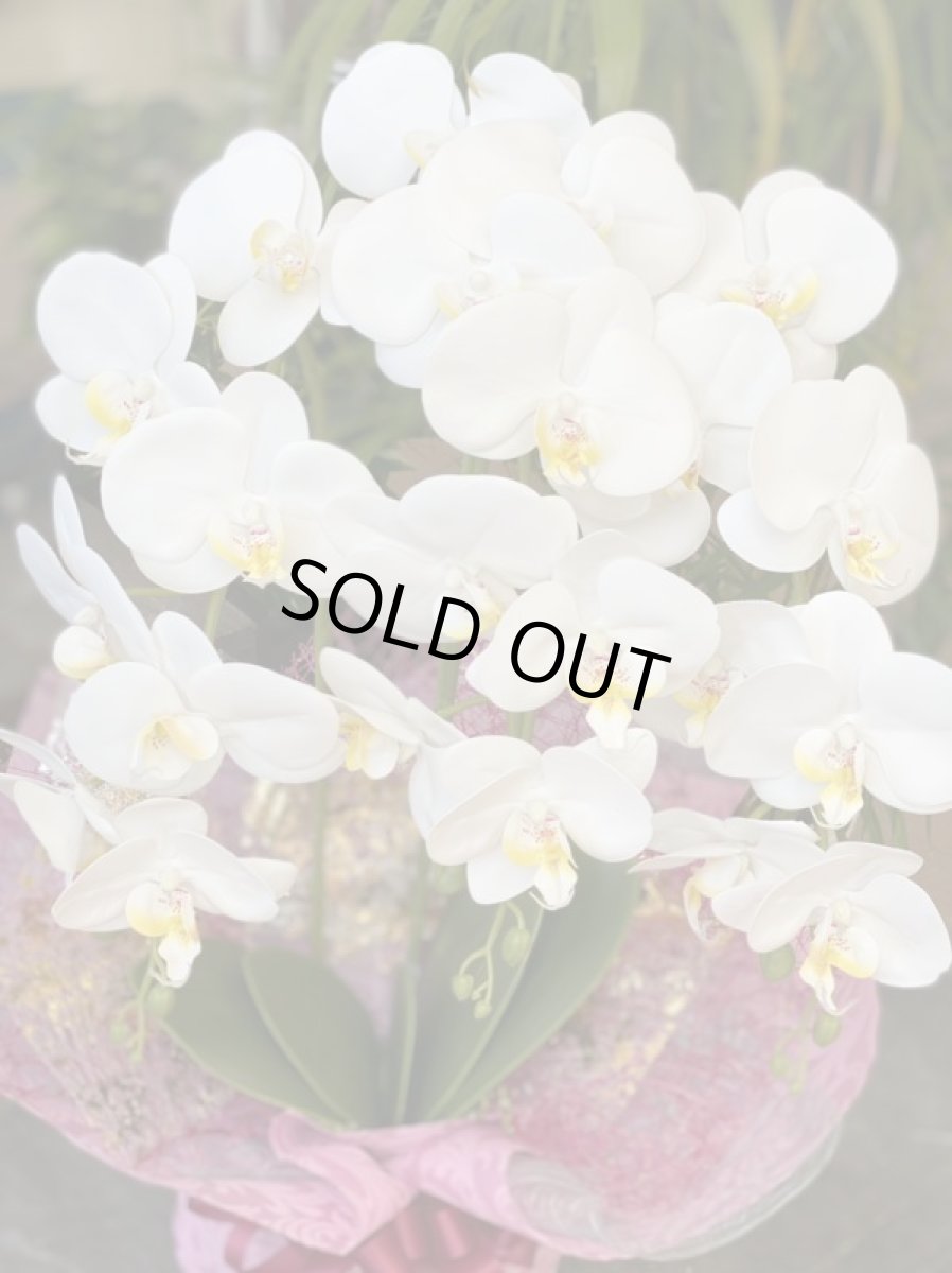 画像3: 胡蝶蘭 光触媒1 (3)