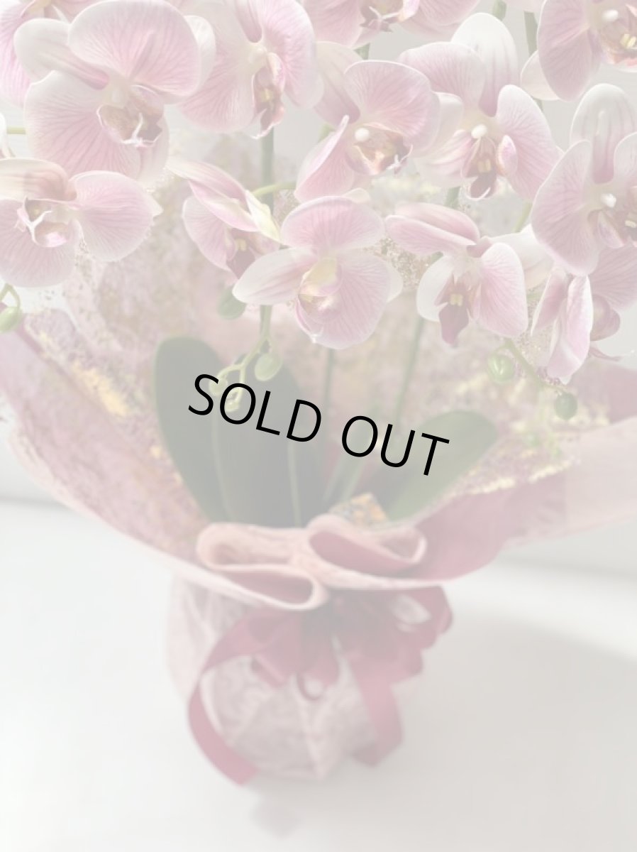 画像8: 胡蝶蘭 光触媒2 (8)