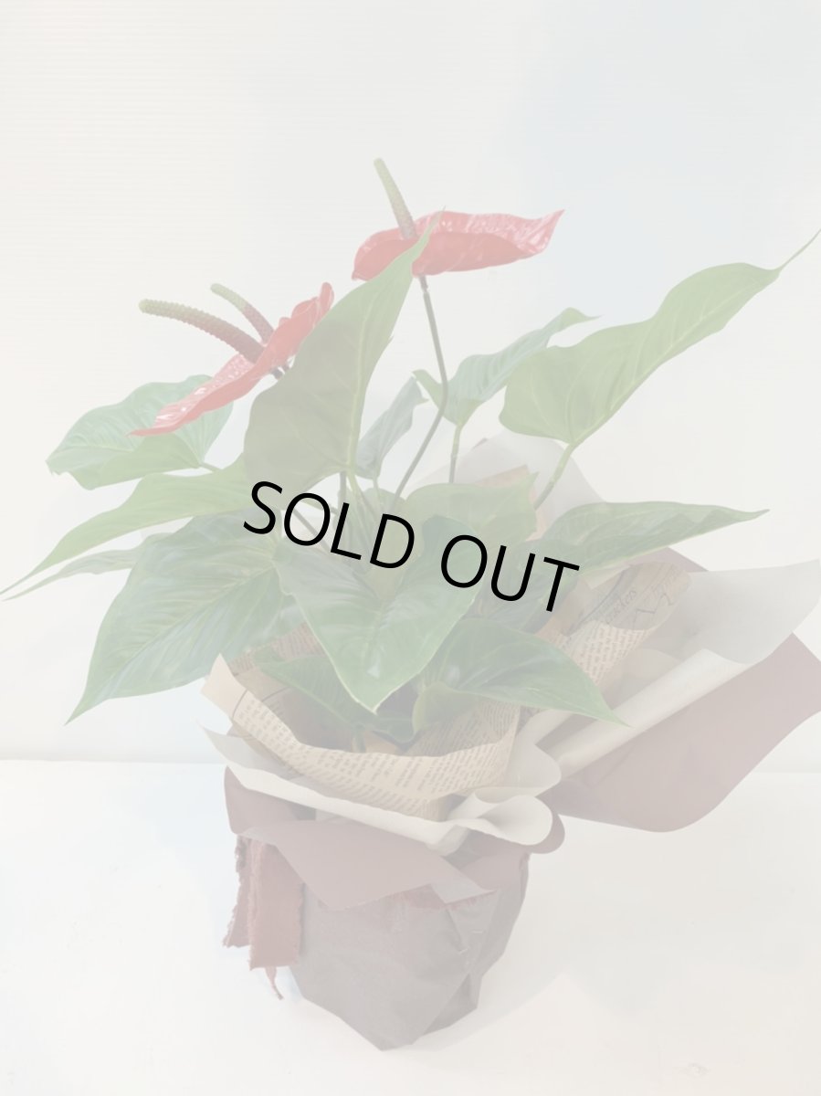 画像6: アンスリウム (6)