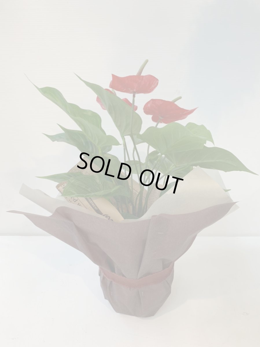 画像7: アンスリウム (7)