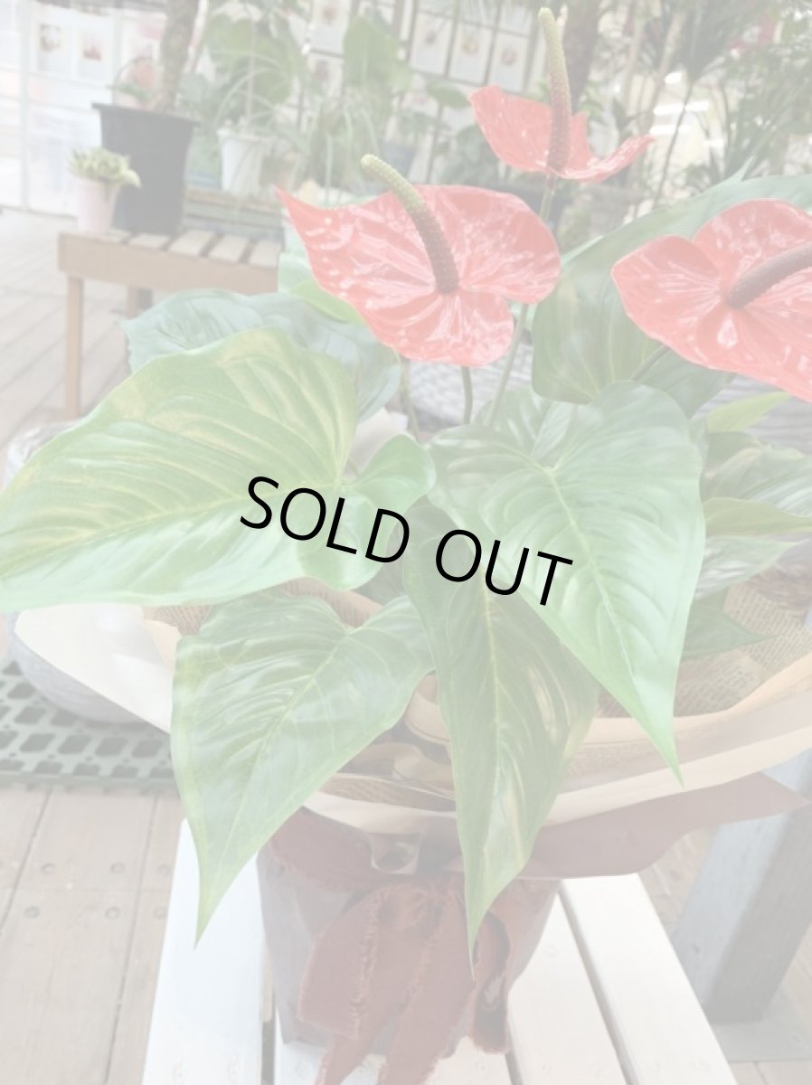 画像3: アンスリウム (3)