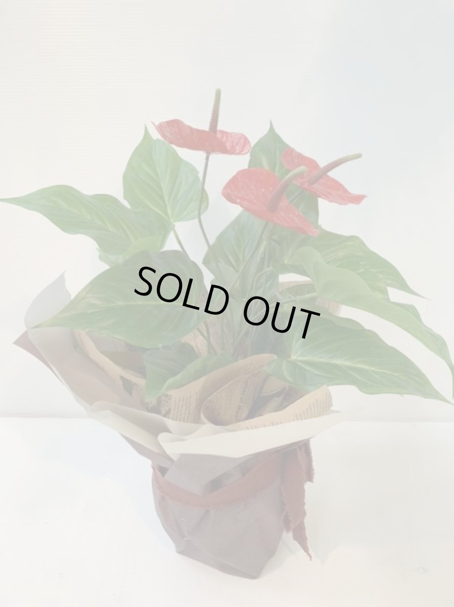 画像8: アンスリウム (8)