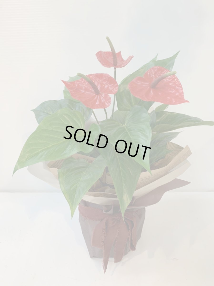 画像4: アンスリウム (4)