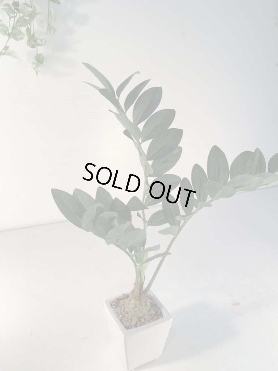 画像6: フェイクミニ観葉1 (6)