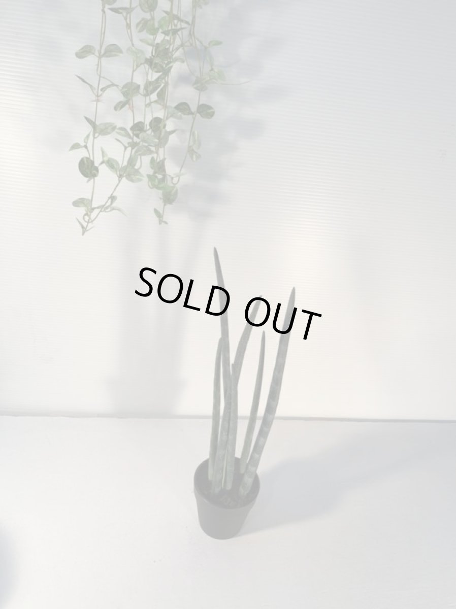 画像5: サンセベリア2 (5)