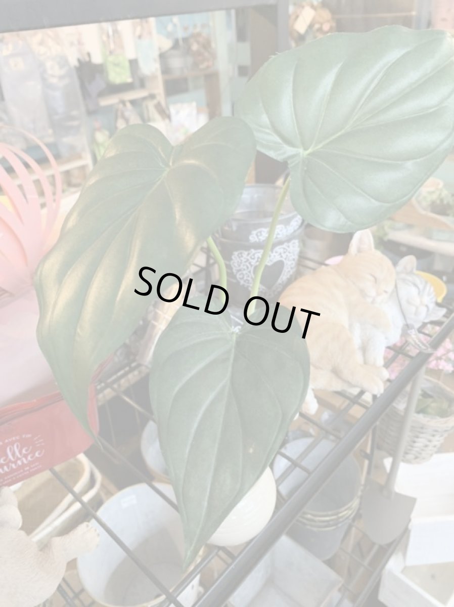 画像2: フェイクミニ観葉2 (2)