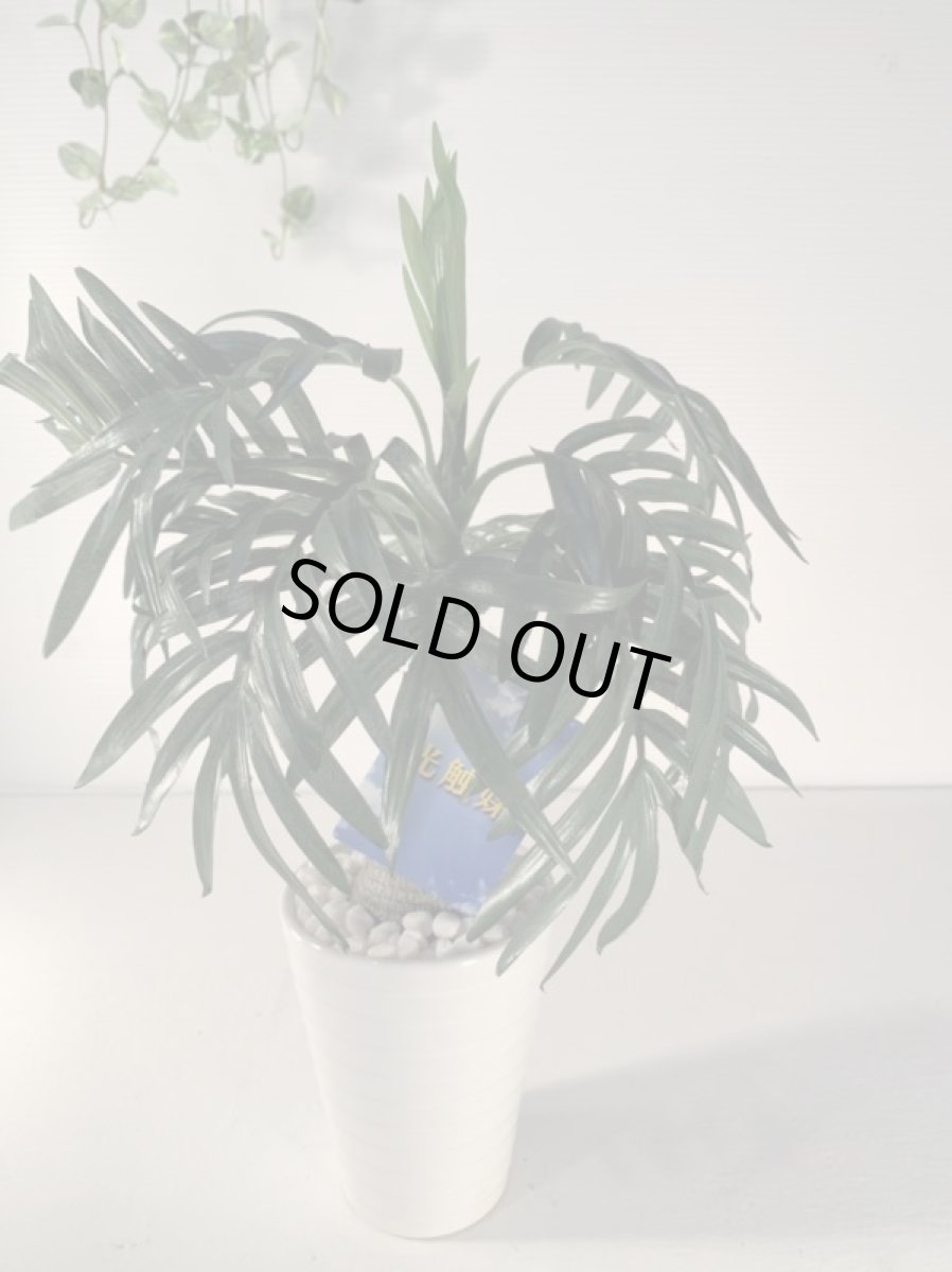 画像4: フェイクミニ観葉　光触媒　１ (4)