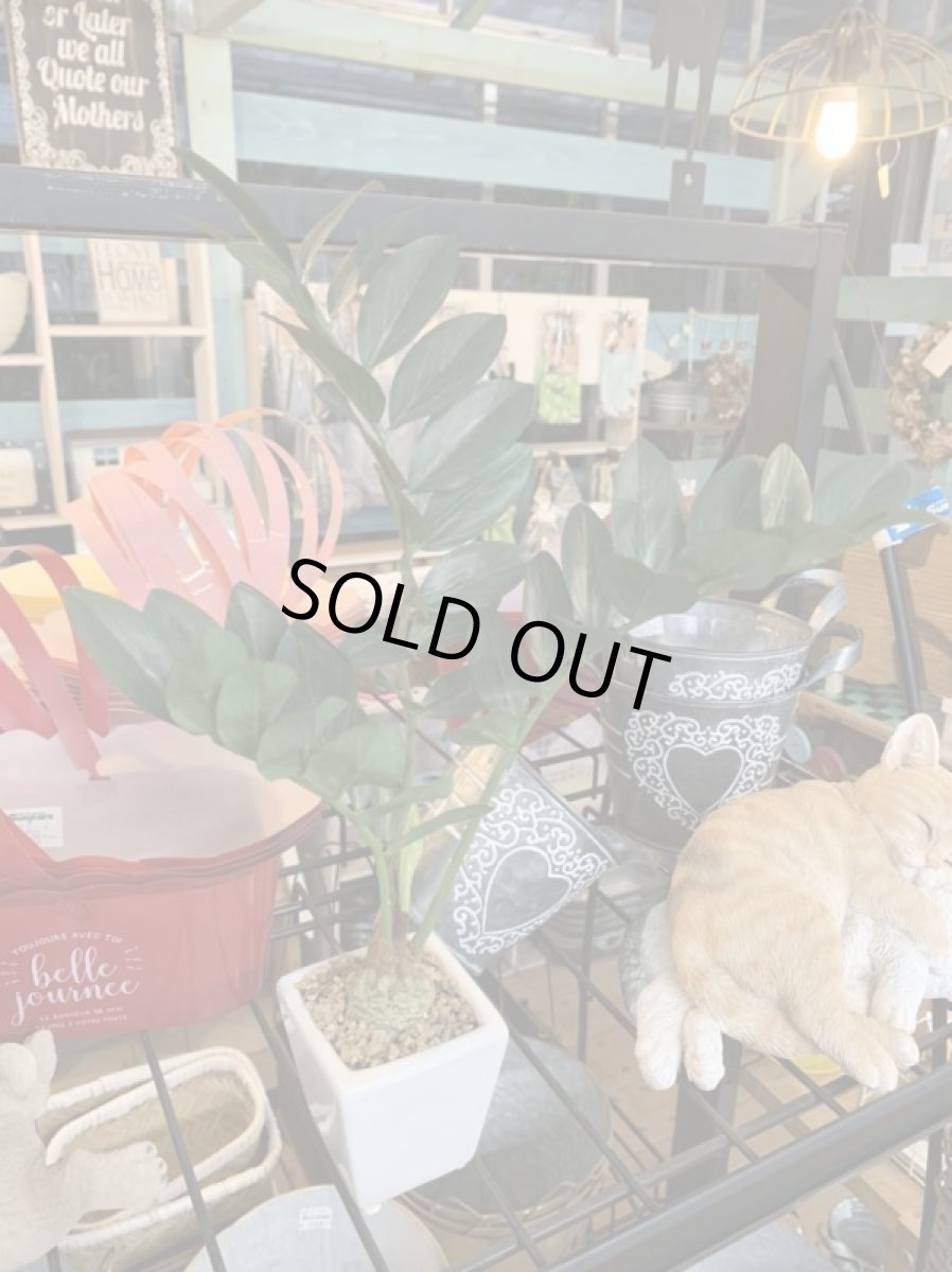 画像2: フェイクミニ観葉1 (2)