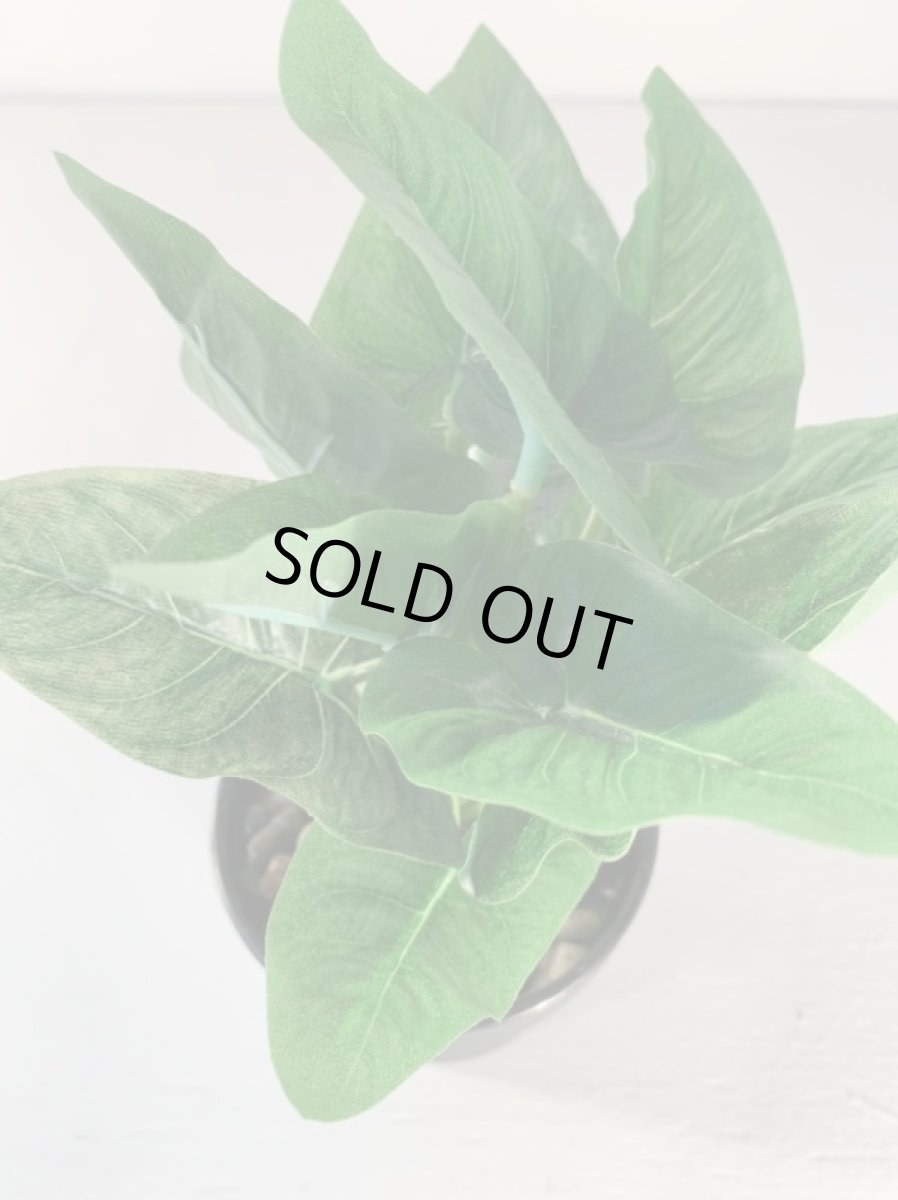 画像6: フェイクミニ観葉3 (6)