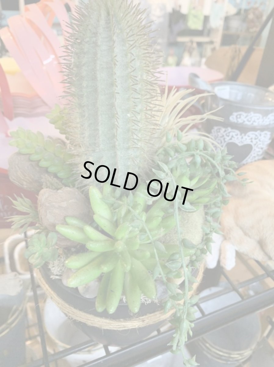 画像3: 多肉植物寄植え１ (3)