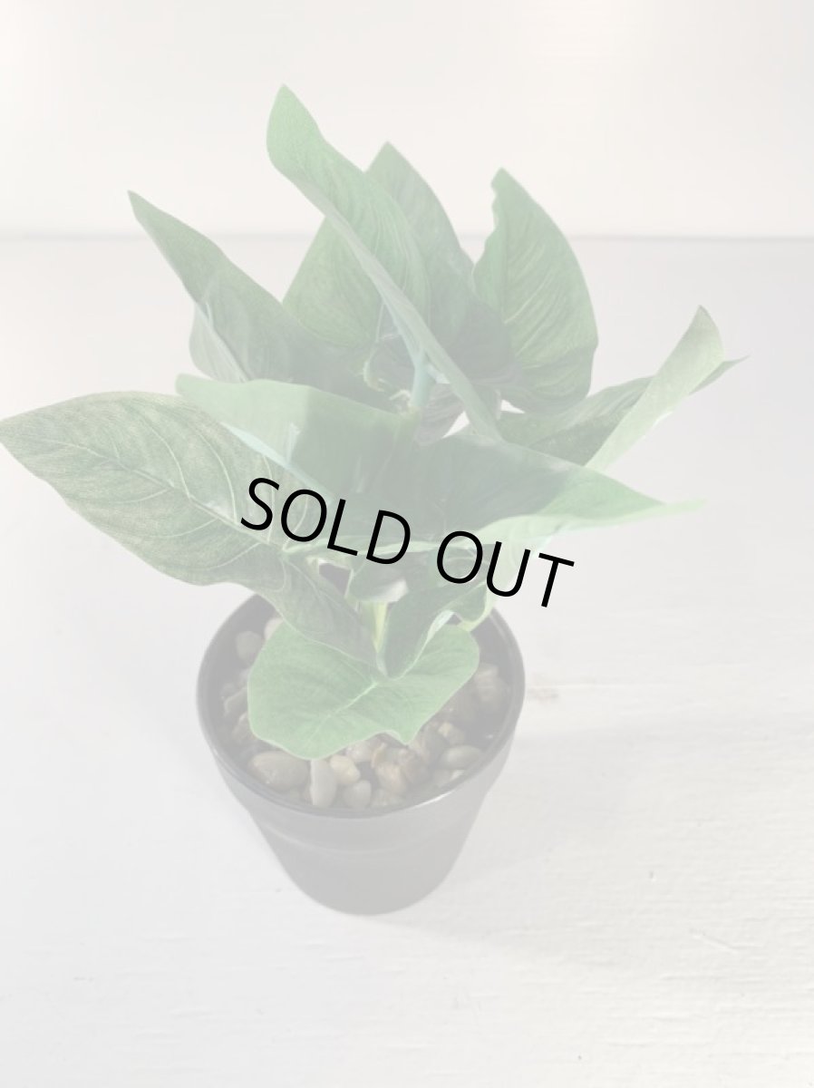 画像4: フェイクミニ観葉3 (4)