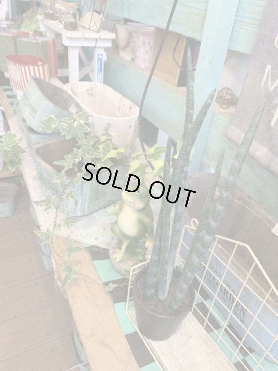 画像2: サンセベリア2 (2)