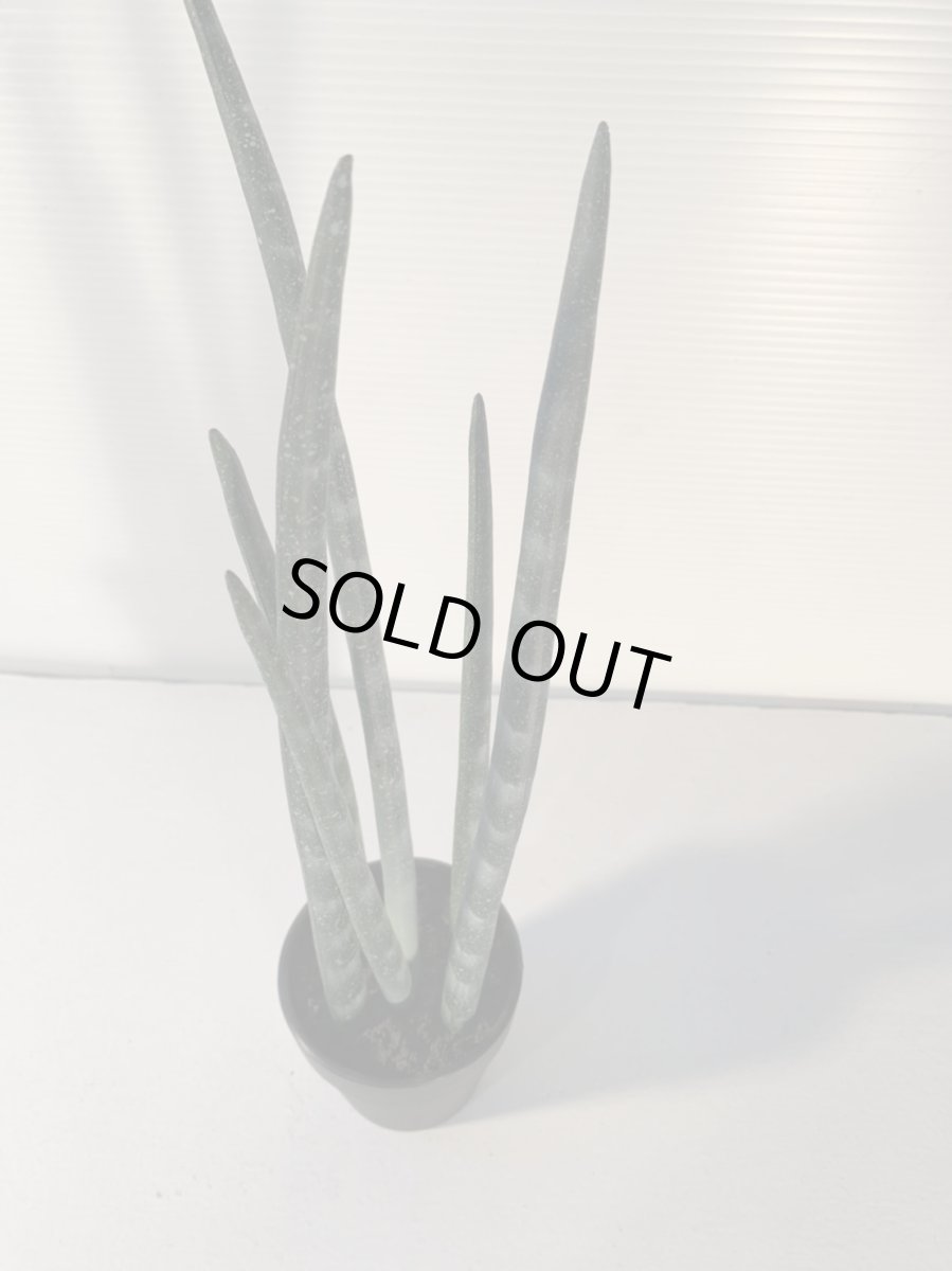 画像6: サンセベリア2 (6)