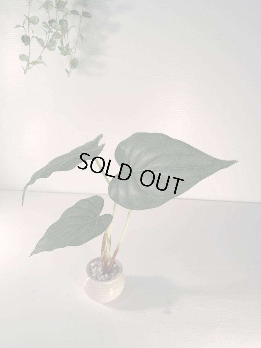 画像6: フェイクミニ観葉2 (6)