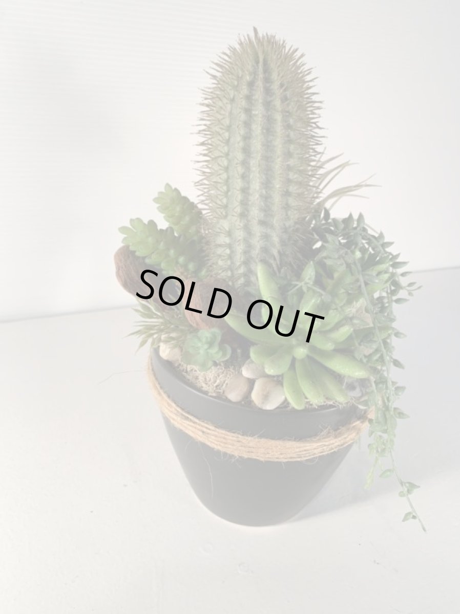 画像5: 多肉植物寄植え１ (5)