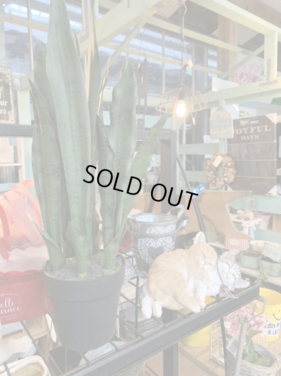 画像2: サンセベリア１ (2)