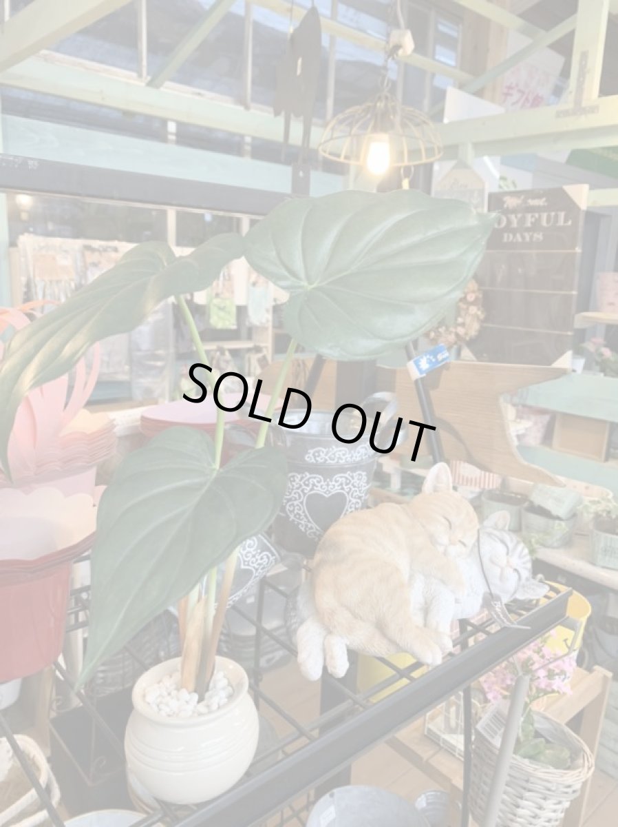 画像3: フェイクミニ観葉2 (3)