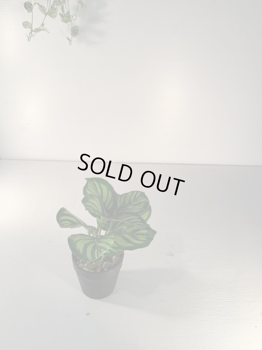 画像5: フェイクミニ観葉4 (5)