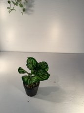 画像5: フェイクミニ観葉4 (5)