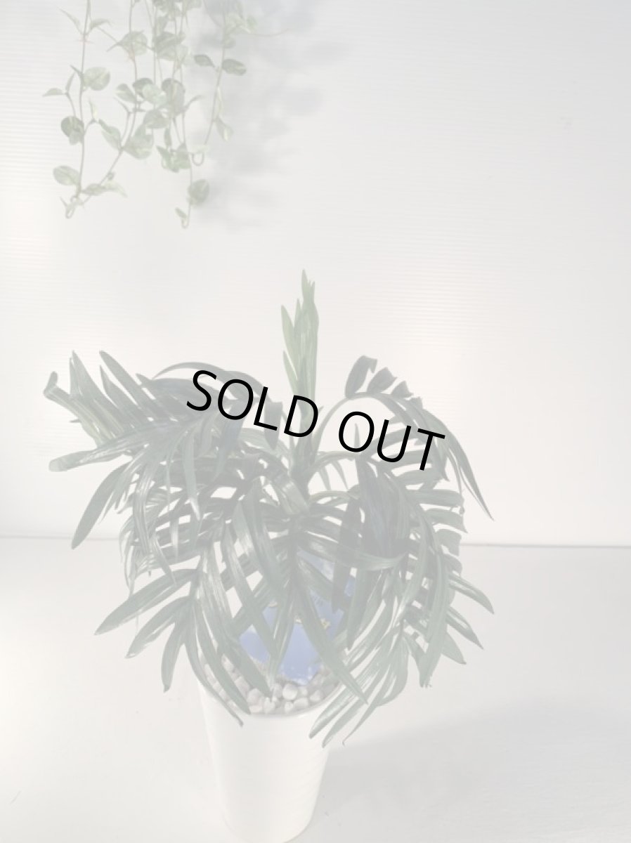 画像5: フェイクミニ観葉　光触媒　１ (5)