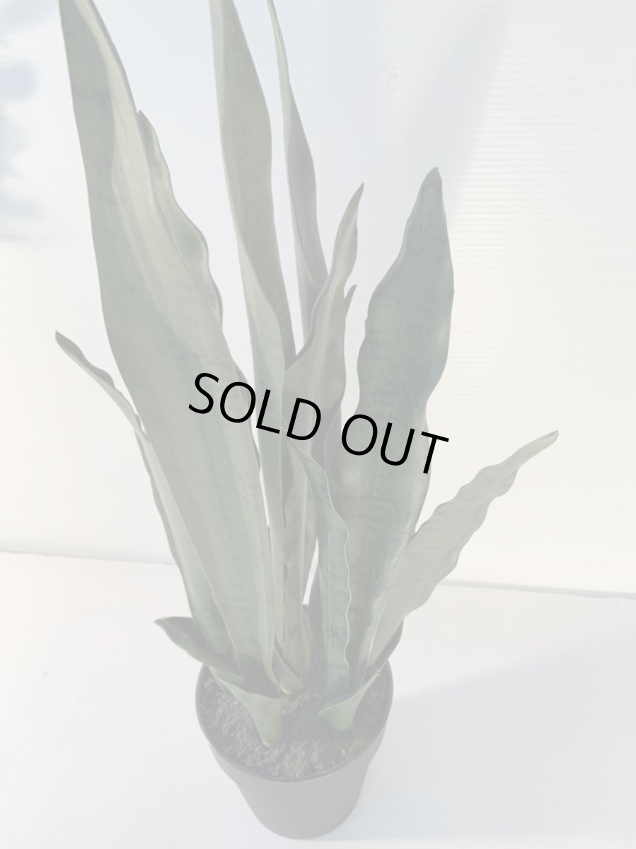 画像5: サンセベリア１ (5)