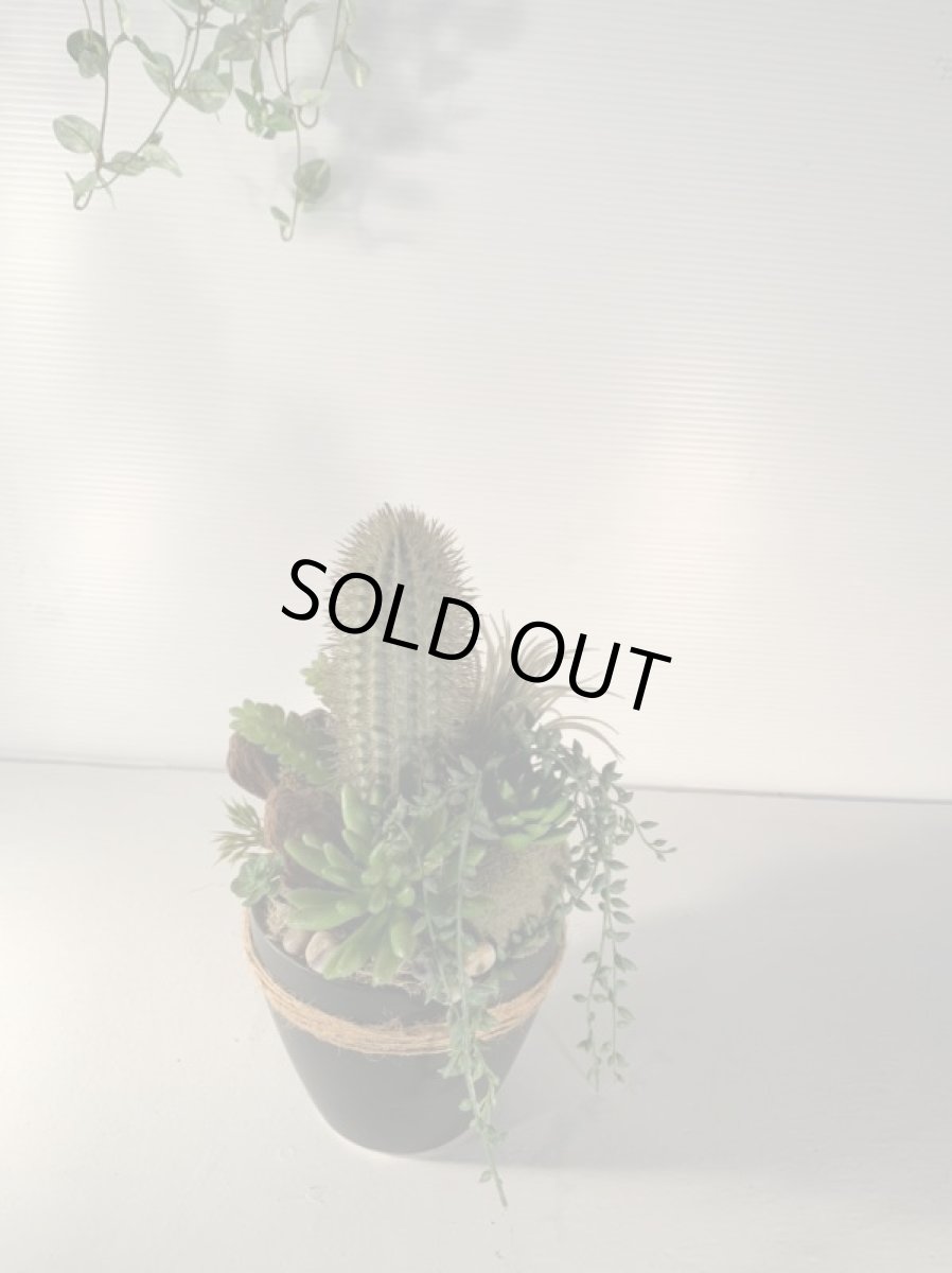 画像4: 多肉植物寄植え１ (4)